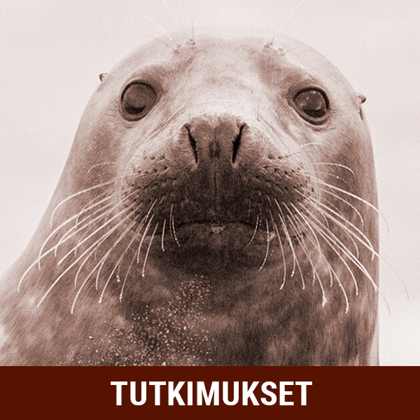 Kuva Saimaannorpasta - tutkimukset
