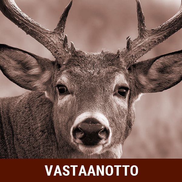 Kuva valkohäntäpeurasta - vastaanotto